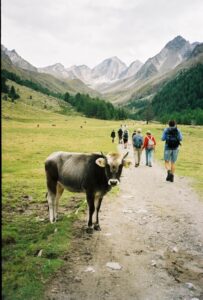 Ortler02